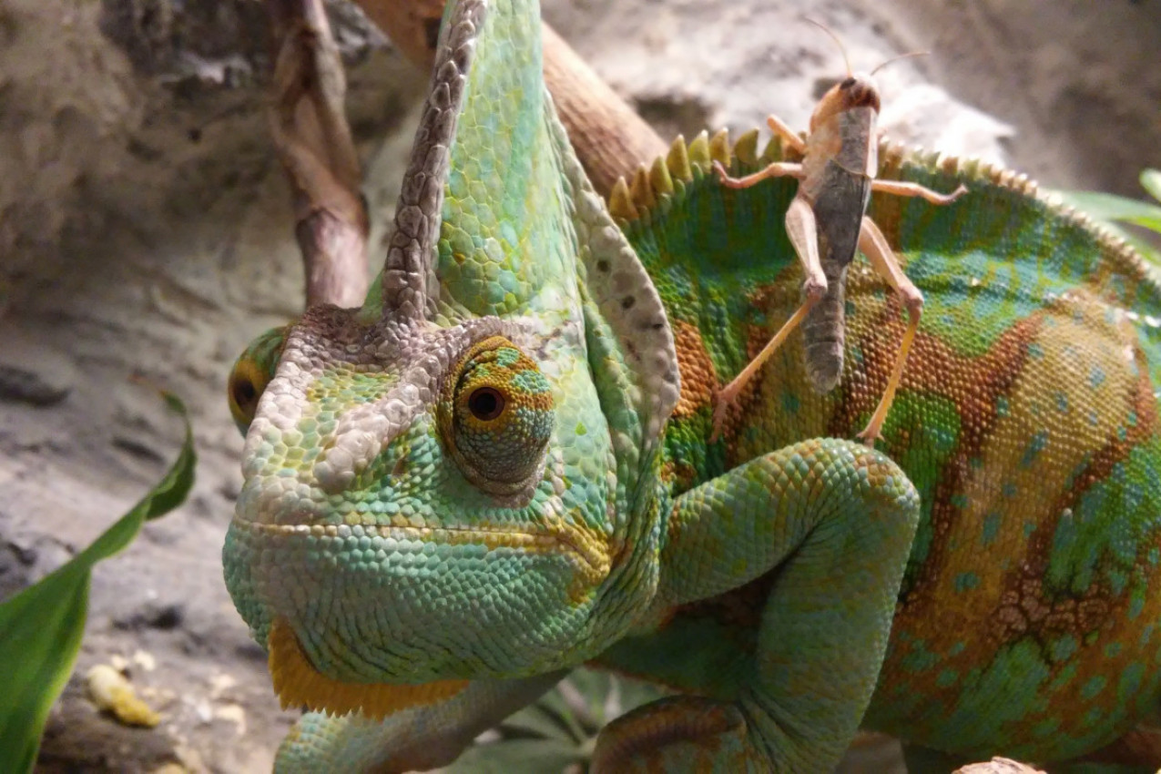 DA LI STE NEKADA VIDELI KAKO KAMELEON MENJA BOJE? Fascinantna pojava ostavila sve u čudu, video snimak egzotične životinje zapalio društvene mreže! (FOTO/VIDEO)