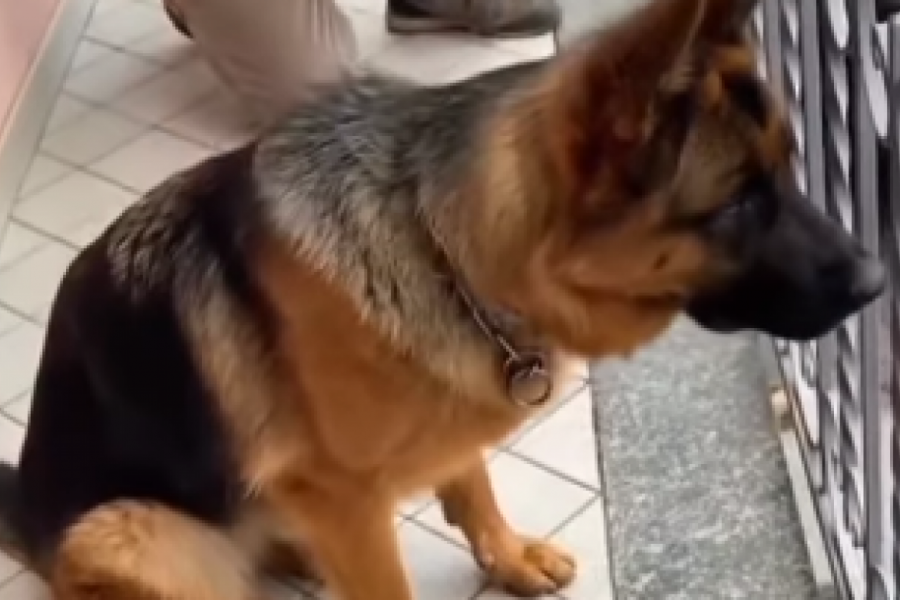 PAS JE SEDEO NA TERASI DOK NIJE ČUO ZVUK AUTOMOBILA: Naglo je potrčao prema njemu, a ono što je usledilo niko nije očekivao! (FOTO+VIDEO)