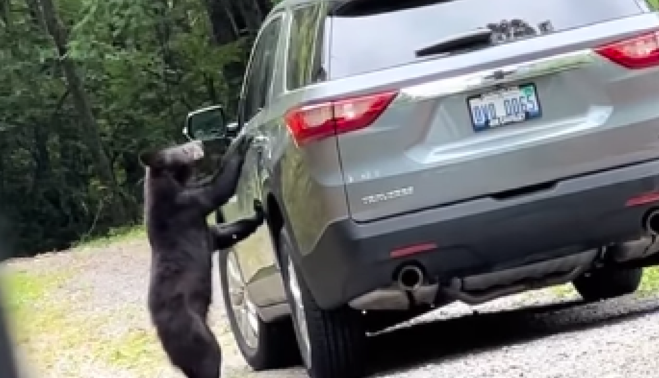MEDVED JE NAIŠAO NA AUTOMOBIL I KRENUO KA VRATIMA: O reakciji mladića koji ga je video svi govore, javnost ga nemilosrdno napala zbog onoga što je uradio! (FOTO/VIDEO)