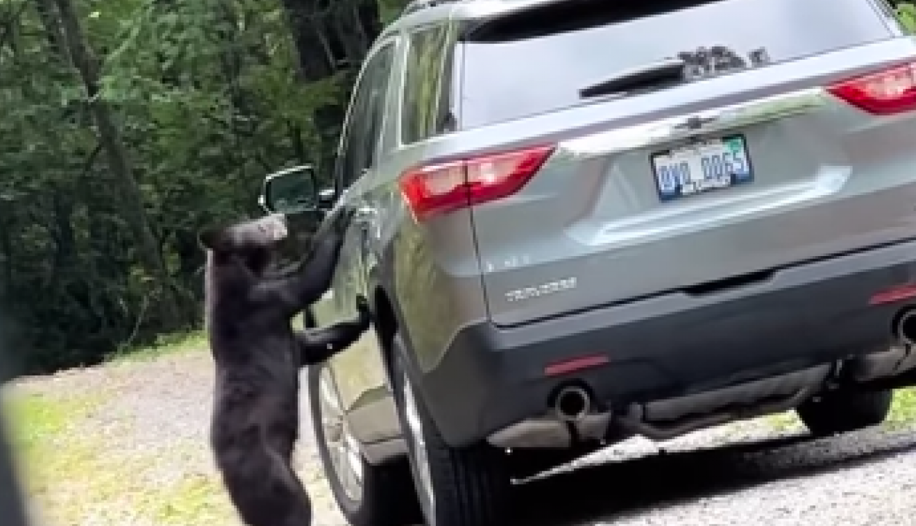 MEDVED JE NAIŠAO NA AUTOMOBIL I KRENUO KA VRATIMA: O reakciji mladića koji ga je video svi govore, javnost ga nemilosrdno napala zbog onoga što je uradio! (FOTO/VIDEO)