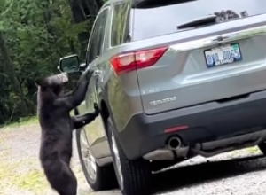 MEDVED JE NAIŠAO NA AUTOMOBIL I KRENUO KA VRATIMA: O reakciji mladića koji ga je video svi govore, javnost ga nemilosrdno napala zbog onoga što je uradio! (FOTO/VIDEO)