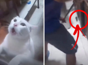 ONA JE KRALJICA DRAME I ZAPOMAŽE NA SAV GLAS: Uplašena mačka pokušava da pobegne, a razlog straha se kosi sa njenim instiktima i prirodom! (VIDEO)