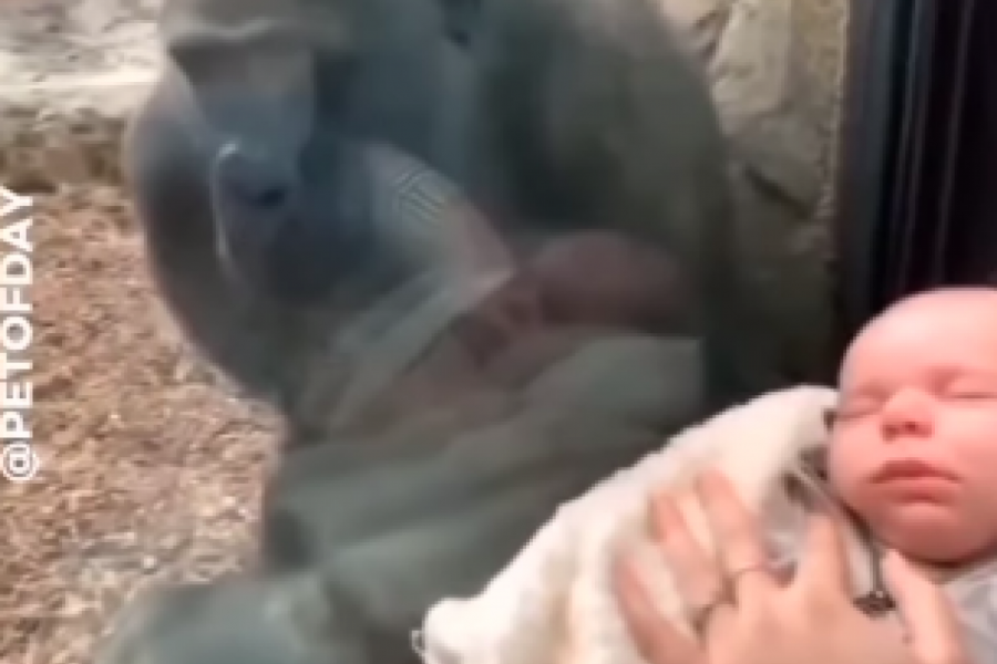 MAJKA SA BEBOM JE GLEDALA MAJMUNICU KROZ STAKLO U ZOOLOŠKOM VRTU: Ono što je životinja uradila nateraće vam suze na oči, viralni video obišao svet! (FOTO/VIDEO)