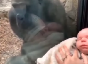 MAJKA SA BEBOM JE GLEDALA MAJMUNICU KROZ STAKLO U ZOOLOŠKOM VRTU: Ono što je životinja uradila nateraće vam suze na oči, viralni video obišao svet! (FOTO/VIDEO)