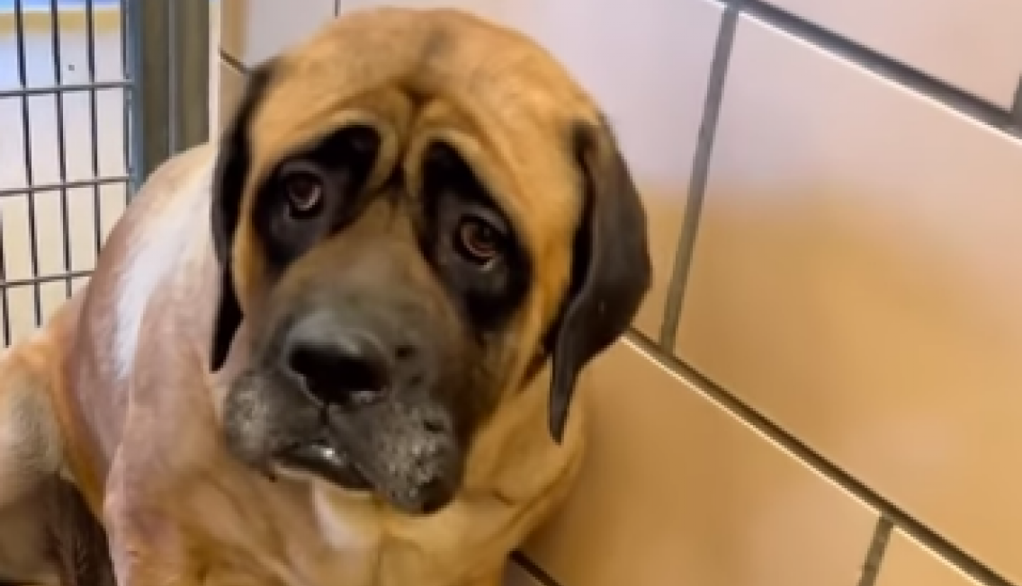 PAS U PRIHVATILIŠTU JE BIO TOLIKO TUŽAN DA I POGLED NA NJEGA BOLI: Jedan momak ga je udomio, a ono što je usledilo dovešće vas do suza! (FOTO+VIDEO)