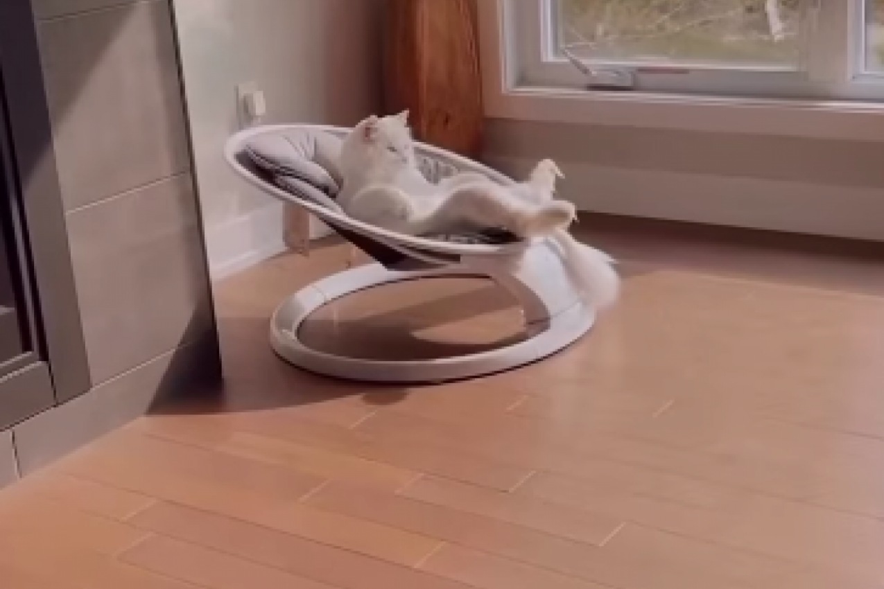 SVE BILO SPREMNO ZA DOLAZAK BEBE, A NJEMU SE TO NIJE DOPALO:  Mačak preoteo dečju stolicu za ljuljanje i nema nameru da se pomeri, komentari se samo nižu (FOTO+VODEO)