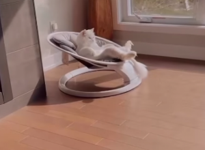 SVE BILO SPREMNO ZA DOLAZAK BEBE, A NJEMU SE TO NIJE DOPALO:  Mačak preoteo dečju stolicu za ljuljanje i nema nameru da se pomeri, komentari se samo nižu (FOTO+VODEO)