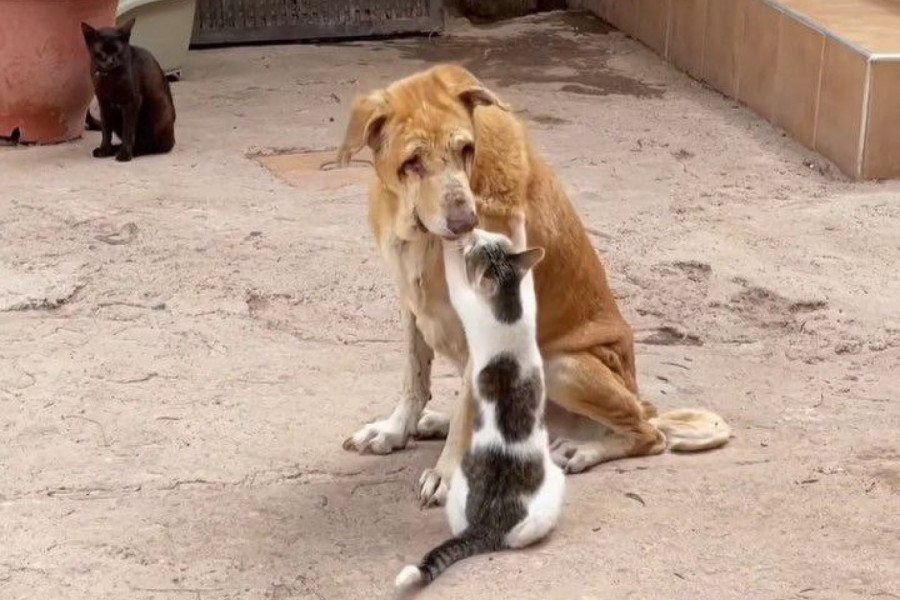 RADNICI PRIHVATILIŠTA  U ŠOKU ZBOG SCENE KOJU SU ZATEKLI: Mačka masira slepog psa i pomaže mu da lakše podnese užasne bolove koje trpi (FOTO+VIDEO)