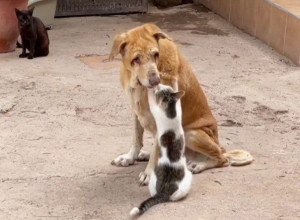 RADNICI PRIHVATILIŠTA  U ŠOKU ZBOG SCENE KOJU SU ZATEKLI: Mačka masira slepog psa i pomaže mu da lakše podnese užasne bolove koje trpi (FOTO+VIDEO)