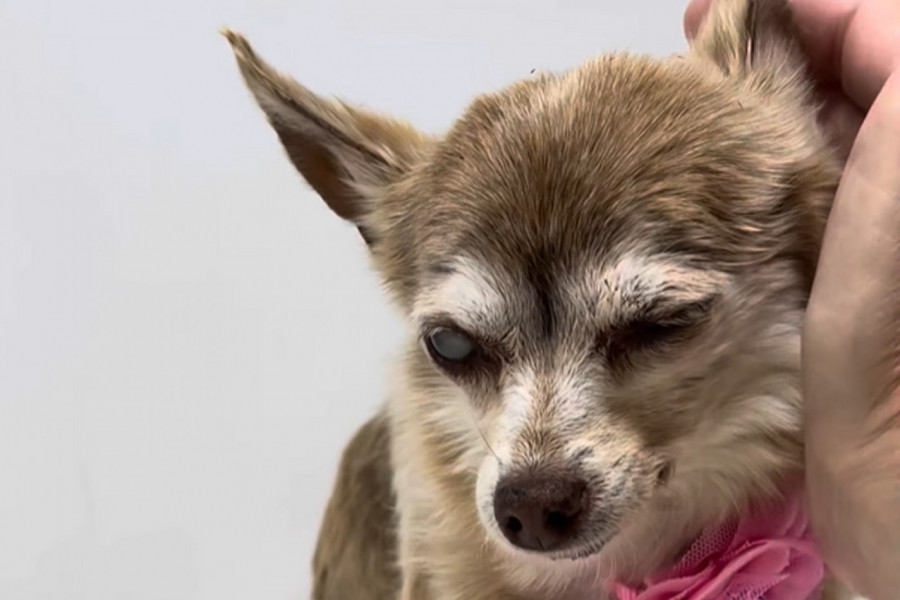 TUGA, PLAČ I BOL! POSLE 16 GODINA PSA OSTAVILA U AZILU: Slepa čivava rasplakala milione, a ovaj video kida srce i dušu! (FOTO+VIDEO)