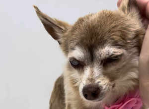 TUGA, PLAČ I BOL! POSLE 16 GODINA PSA OSTAVILA U AZILU: Slepa čivava rasplakala milione, a ovaj video kida srce i dušu! (FOTO+VIDEO)