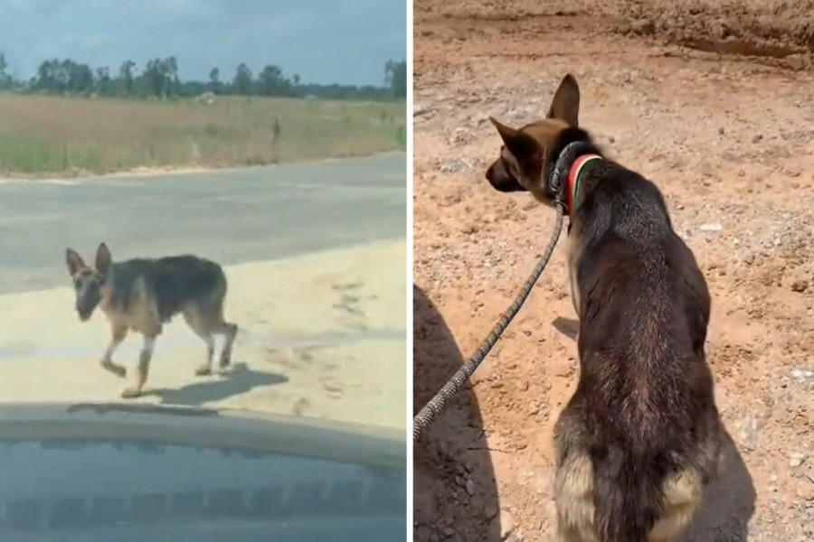 ISTRČALA JE ISPRED KOLA MOLEĆI ZA POMOĆ: Bila je gladna, užasno mršava i izbezumljena, ali to nije kraj priče o kuji koja kida srce i dušu! (FOTO+VIDEO)