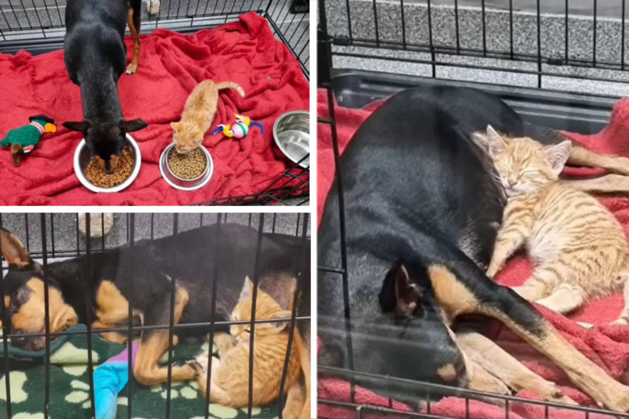 PRETRNULI SU OD STRAHA KAD SU IH VIDELI U JEDNOM KAVEZU: Radnici azila zanemeli od šoka kad su ugledali maleno mače koje je ušlo kod bolesnog psa da ga uteši! (FOTO+VIDEO)