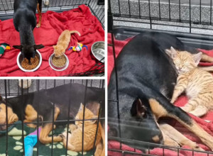 PRETRNULI SU OD STRAHA KAD SU IH VIDELI U JEDNOM KAVEZU: Radnici azila zanemeli od šoka kad su ugledali maleno mače koje je ušlo kod bolesnog psa da ga uteši! (FOTO+VIDEO)