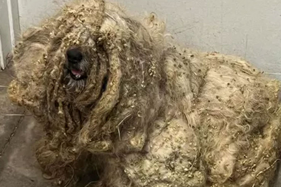 PRONAĐEN JE U POLJU KUKURUZA IZNEMOGAO I BOLESTAN: Izgledao je kao čupavo čudovište, nije mu se videla njuškica i rep, samo je jaukao od bolova (FOTO)