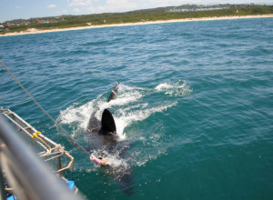 NEOPREZAN POTEZ RIBARA PRETVORIO SE U HOROR: Samo je spustio ruke u vodu da ih opere, a onda ga je neman povukla sa broda! (VIDEO)