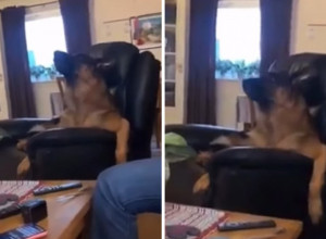 O "GLASOVNIM SPOSOBNOSTIMA" OVOG PSA BRUJI CEO SVET: Otpevao jednu od najpopularnijih operskih arija, ovaj snimak će vas dovesti do suza! (VIDEO)