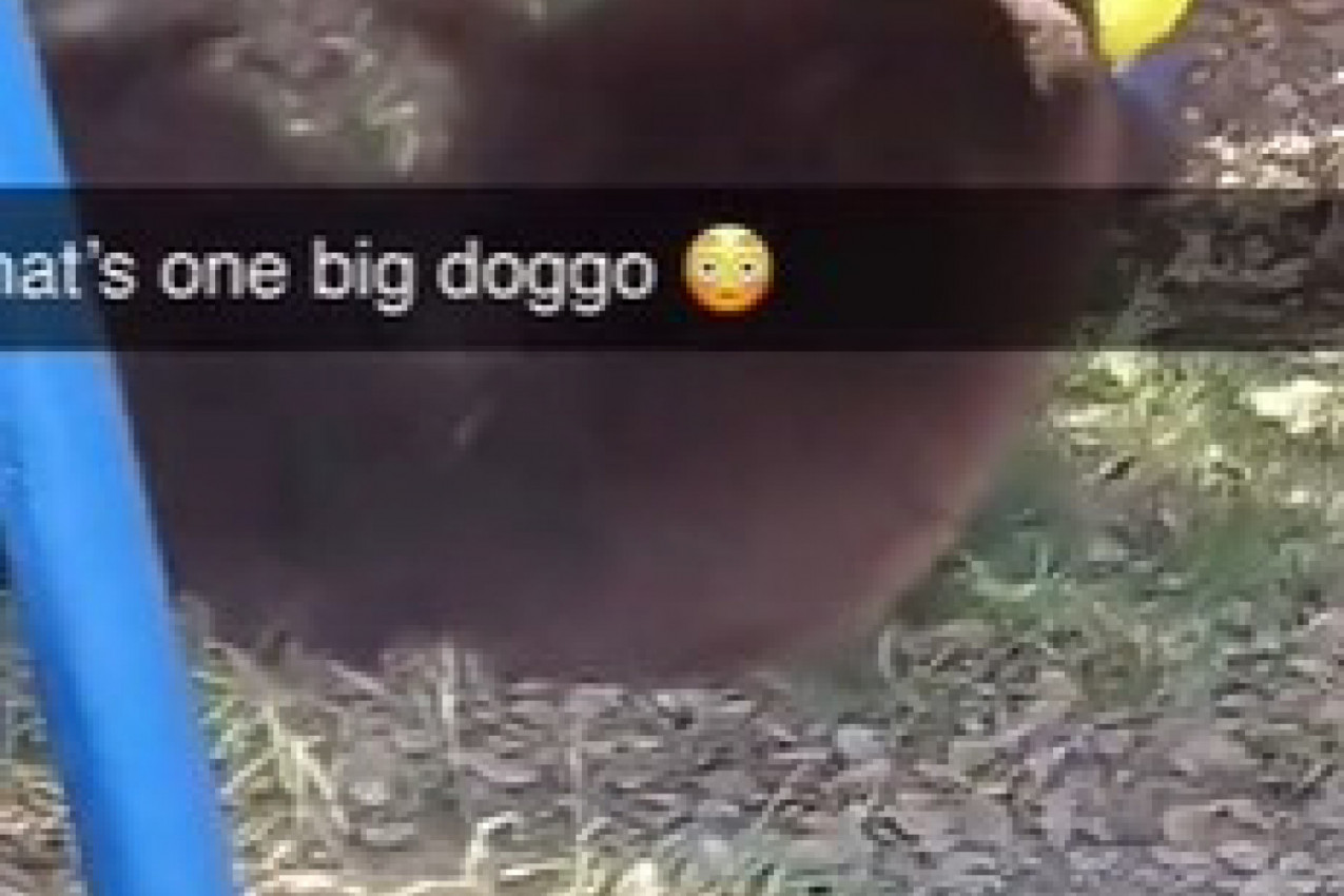 MEDVED IM JE UPAO U DVORIŠTE USRED DANA: Ono što je životinja uradila ostavilo ih je u neverici, šta bi bilo da su se deca tu zatekla? (VIDEO)