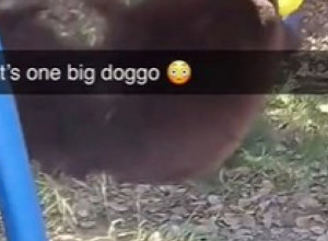 MEDVED IM JE UPAO U DVORIŠTE USRED DANA: Ono što je životinja uradila ostavilo ih je u neverici, šta bi bilo da su se deca tu zatekla? (VIDEO)