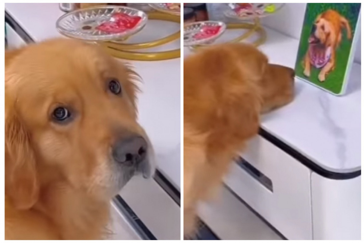 ZBOG OVOG PSA PLAČE CEO SVET: Najtužniji zlatni retriver satima je gledao u fotografiju, kada su shvatili šta je na njoj usledili su jecaji (FOTO+VIDEO)
