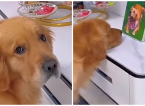 ZBOG OVOG PSA PLAČE CEO SVET: Najtužniji zlatni retriver satima je gledao u fotografiju, kada su shvatili šta je na njoj usledili su jecaji (FOTO+VIDEO)