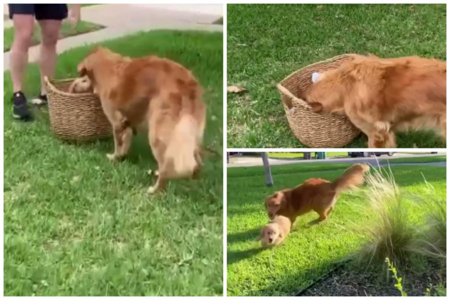 PRIŠAO JE I ONJUŠIO KORPU SA NOVIM ŠTENETOM: Reakcija zlatnog retrivera na novog ljubimca topi i najtvrđa srca(FOTO+VIDEO)
