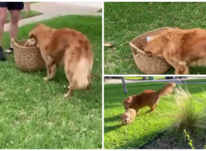 PRIŠAO JE I ONJUŠIO KORPU SA NOVIM ŠTENETOM: Reakcija zlatnog retrivera na novog ljubimca topi i najtvrđa srca(FOTO+VIDEO)