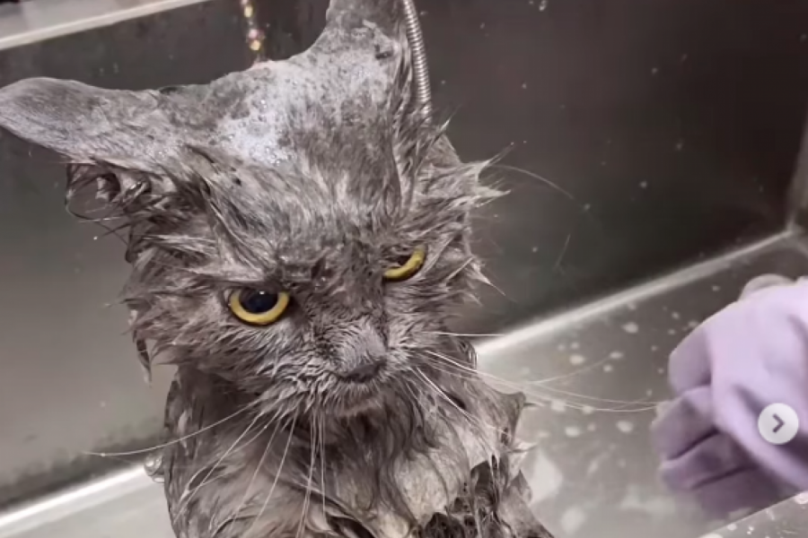 DA LI STE IKADA VIDELI OVAKVU MAČKU: "Ona nije ljuta već kipti od besa! (FOTO+VIDEO)