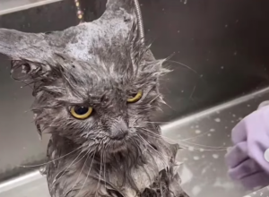 DA LI STE IKADA VIDELI OVAKVU MAČKU: "Ona nije ljuta već kipti od besa! (FOTO+VIDEO)