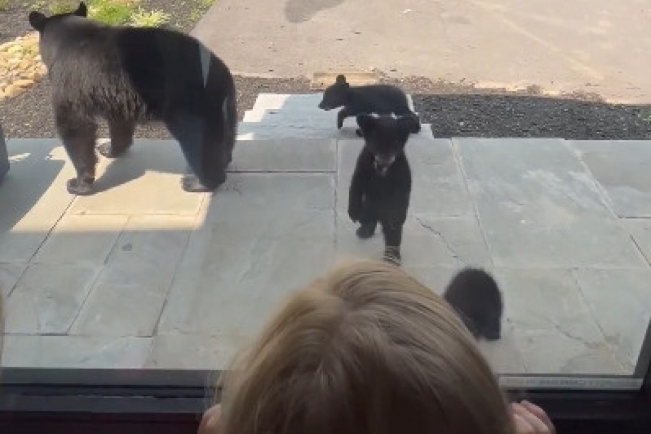 KROZ PROZOR PORODIČNE KUĆE UGLEDALI SU MEDVEDICU SA MEČIĆIMA: Ono što je potom usledilo niko nije mogao ni da nasluti (FOTO+VIDEO)