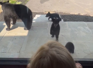 KROZ PROZOR PORODIČNE KUĆE UGLEDALI SU MEDVEDICU SA MEČIĆIMA: Ono što je potom usledilo niko nije mogao ni da nasluti (FOTO+VIDEO)