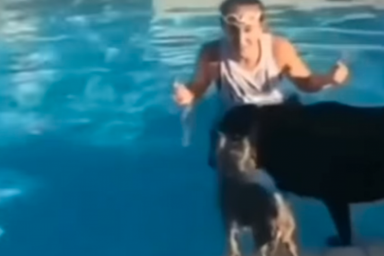 UŠLA JE U BAZEN I DOZIVALA SVOJA DVA PSA DA SKOČE: Samo jedan je skupio hrabrost, ali ono što je drugi uradio je nasmejalo sve do suza! (FOTO+VIDEO)