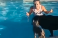 UŠLA JE U BAZEN I DOZIVALA SVOJA DVA PSA DA SKOČE: Samo jedan je skupio hrabrost, ali ono što je drugi uradio je nasmejalo sve do suza! (FOTO+VIDEO)