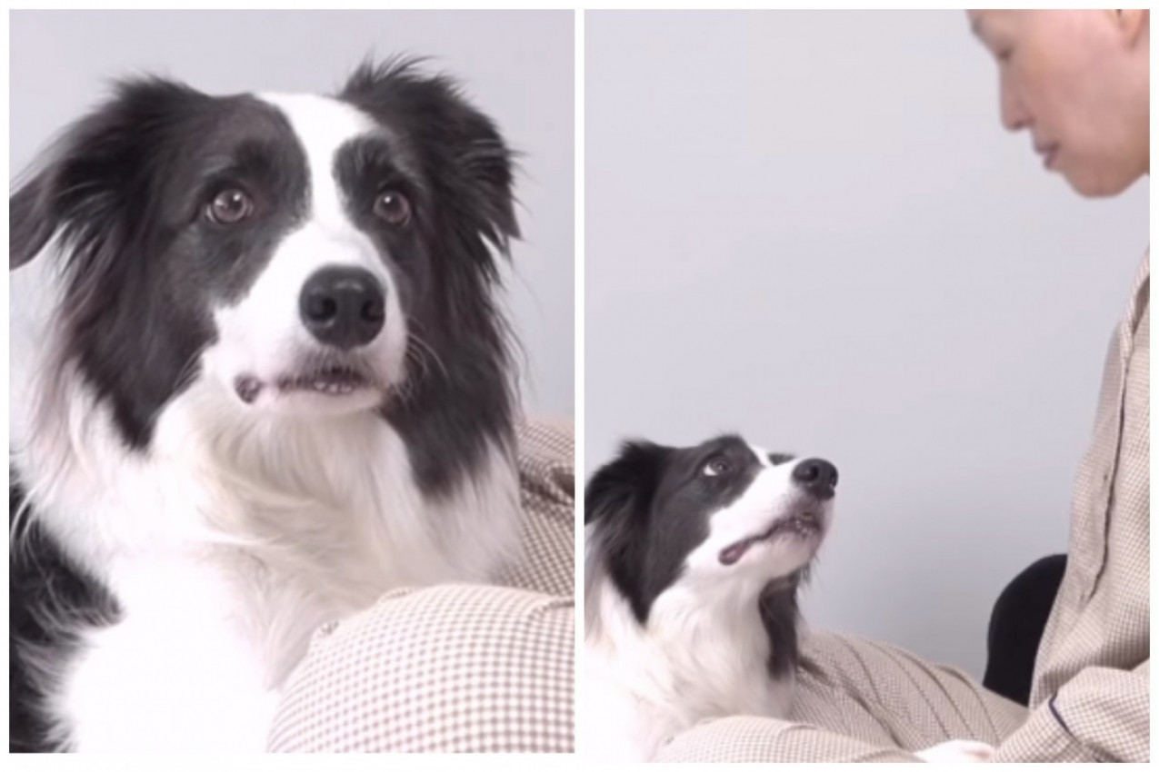 SKINULA JE KAPU PRED SVOJIM PSOM I PRVI PUT JU JE VIDEO BEZ KOSE: Snimak ljubimca koji je shvatio da mu je vlasnica smrtno bolesna rasplakao je milione! (FOTO+VIDEO)