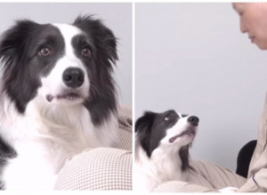 SKINULA JE KAPU PRED SVOJIM PSOM I PRVI PUT JU JE VIDEO BEZ KOSE: Snimak ljubimca koji je shvatio da mu je vlasnica smrtno bolesna rasplakao je milione! (FOTO+VIDEO)