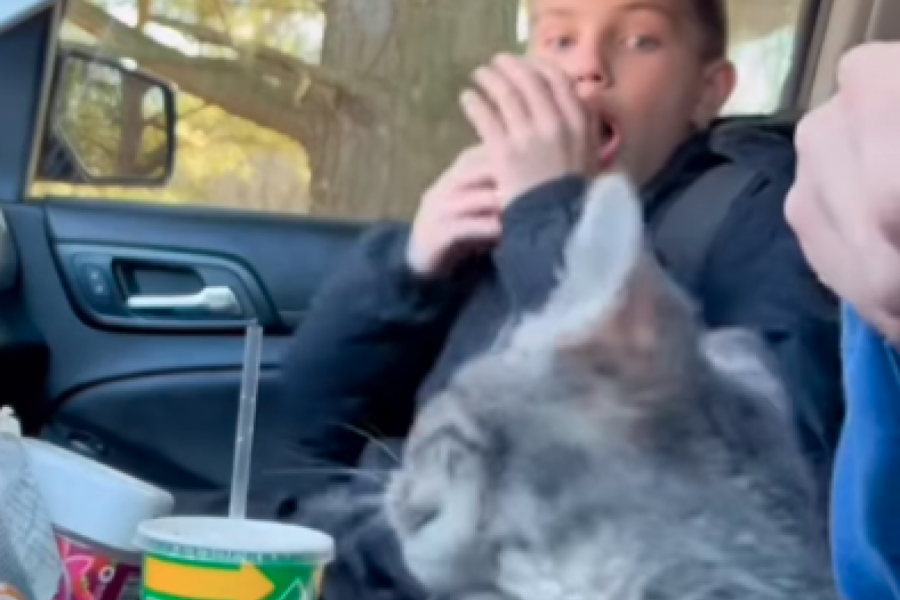 DEČAK JE ODUVEK ŽELEO MAČKU ZA KUĆNOG LJUBIMCA: Mama mu je najzad ispunila želju, a njegova reakcija je bila više nego šokantna! (FOTO+VIDEO)
