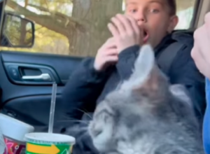 DEČAK JE ODUVEK ŽELEO MAČKU ZA KUĆNOG LJUBIMCA: Mama mu je najzad ispunila želju, a njegova reakcija je bila više nego šokantna! (FOTO+VIDEO)