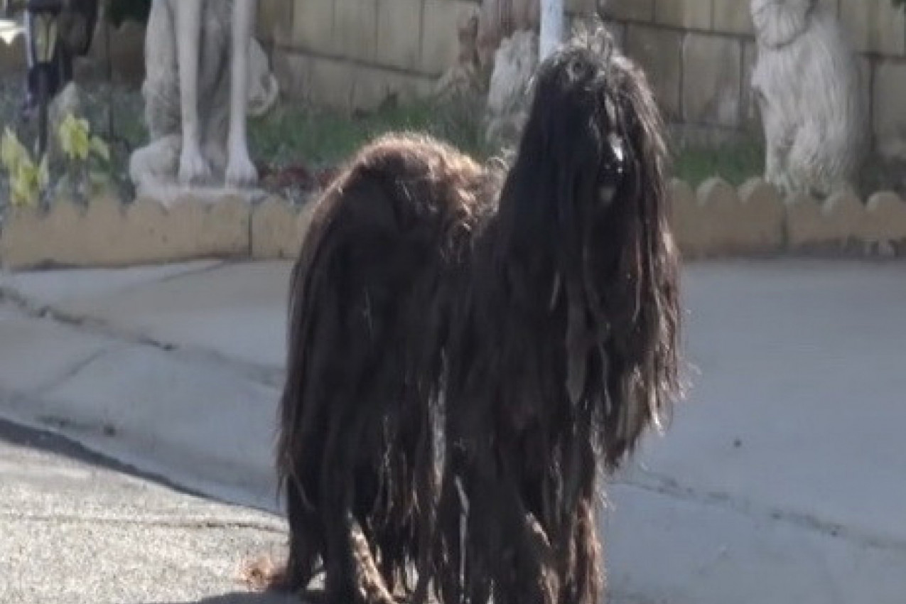 GODINAMA JE TUMARAO ULICAMA, OSTAVLJEN OD SVIH: Radnici jednog salona su ga pronašli, a kada su počeli da ga sređuju otkrili su tužnu istinu (VIDEO)
