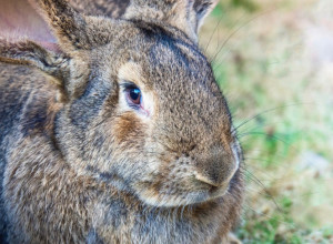 MISLITE DA NE MOŽETE DA SE UPLAŠITE ZECA? Ovaj džin je više nego zastrašujuć, a kada pogledate ovaj video zastaće vam knedla u grlu! (VIDEO)