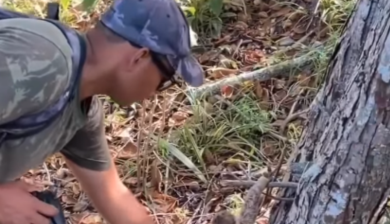ŠETAO JE KROZ ŠUMU I UOČIO ČUDNO, MALO STVORENJE KOD DRVETA: Sagao se da ga podigne, a onda je ugledao veliku kandžu tik ispred nosa (FOTO+VIDEO)