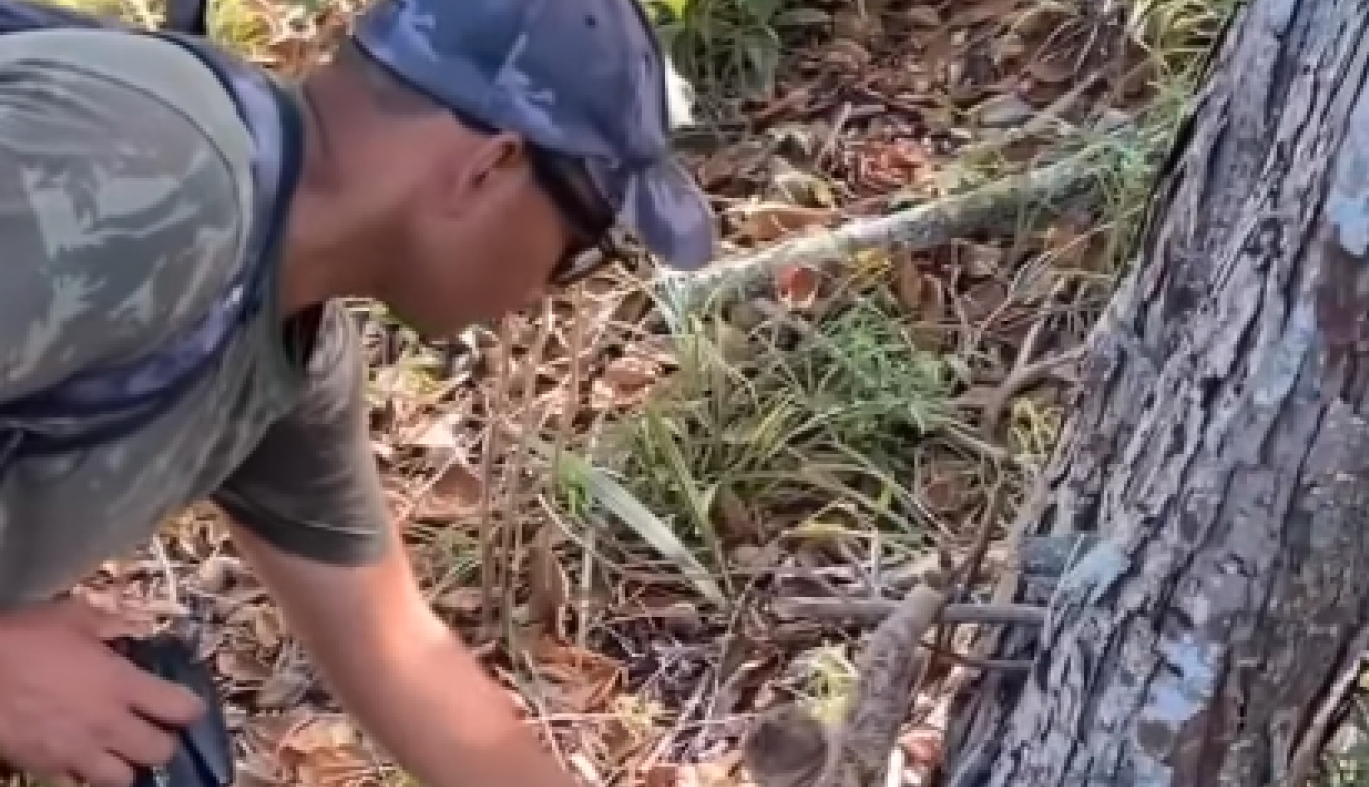 ŠETAO JE KROZ ŠUMU I UOČIO ČUDNO, MALO STVORENJE KOD DRVETA: Sagao se da ga podigne, a onda je ugledao veliku kandžu tik ispred nosa (FOTO+VIDEO)