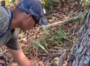 ŠETAO JE KROZ ŠUMU I UOČIO ČUDNO, MALO STVORENJE KOD DRVETA: Sagao se da ga podigne, a onda je ugledao veliku kandžu tik ispred nosa (FOTO+VIDEO)
