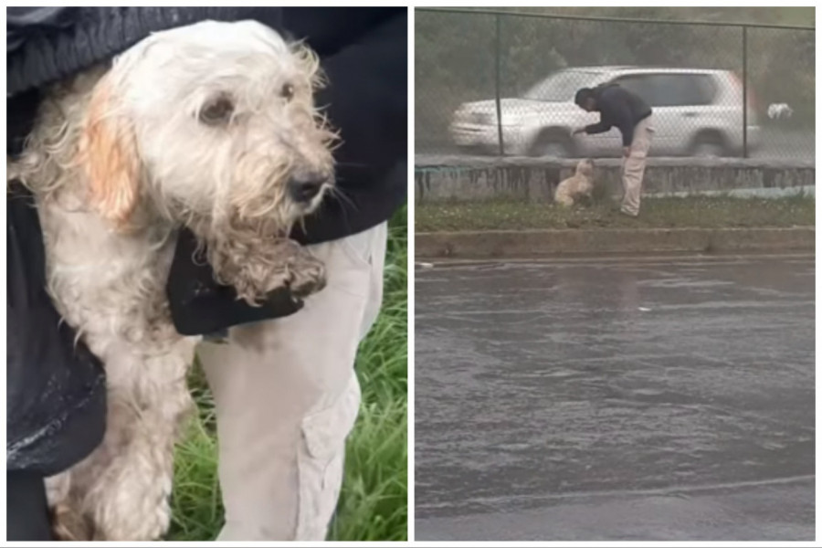 PAS JE LEŽAO NA SAMOJ IVICI PUTA DOK JE KIŠA PLJUŠTALA I TRESAO SE OD ZIME: Samo korak delio ga je od sigurne smrti, a ono što se potom desilo rasplakalo je javnost (FOTO+VIDEO)