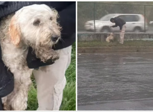 PAS JE LEŽAO NA SAMOJ IVICI PUTA DOK JE KIŠA PLJUŠTALA I TRESAO SE OD ZIME: Samo korak delio ga je od sigurne smrti, a ono što se potom desilo rasplakalo je javnost (FOTO+VIDEO)