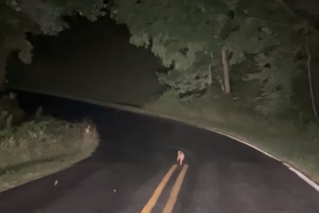 VOZIO JE I PRIMETIO ČUDNO STVORENJE KOJE JE LEŽALO SKLUPČANO NASRED PUTA: Zaustavio je automobil i strpljivo čekao, ono što se potom desilo izazvalo je bes javnosti(FOTO+VIDEO)