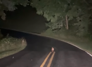 VOZIO JE I PRIMETIO ČUDNO STVORENJE KOJE JE LEŽALO SKLUPČANO NASRED PUTA: Zaustavio je automobil i strpljivo čekao, ono što se potom desilo izazvalo je bes javnosti(FOTO+VIDEO)