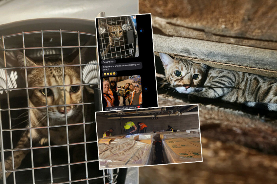 MAČKA JE POBEGLA OD VLASNICE I IZGUBILA SE NA AERODROMU! Posle 24 sata usledile su vesti koje su rasplakale javnost (FOTO)