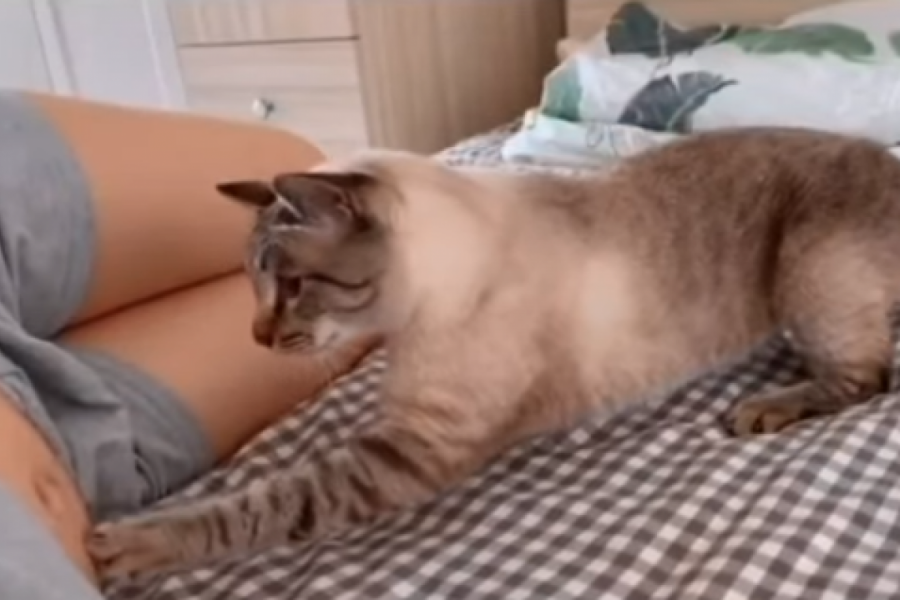 MAČKA JE SHVATILA DA JOJ JE VLASNICA TRUDNA: Prišla je i šapicom joj dodirnula stomak, a onda je usledila nezapamćena scena (FOTO+VIDEO)