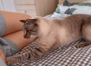 MAČKA JE SHVATILA DA JOJ JE VLASNICA TRUDNA: Prišla je i šapicom joj dodirnula stomak, a onda je usledila nezapamćena scena (FOTO+VIDEO)