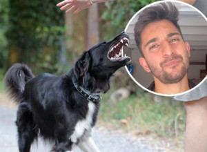 OVO SU 5 ZNAKOVA UPOZORENJA DA ĆE VAS PAS UJESTI: Veterinar savetuje kako da na vreme prepoznate opasnost (VIDEO)